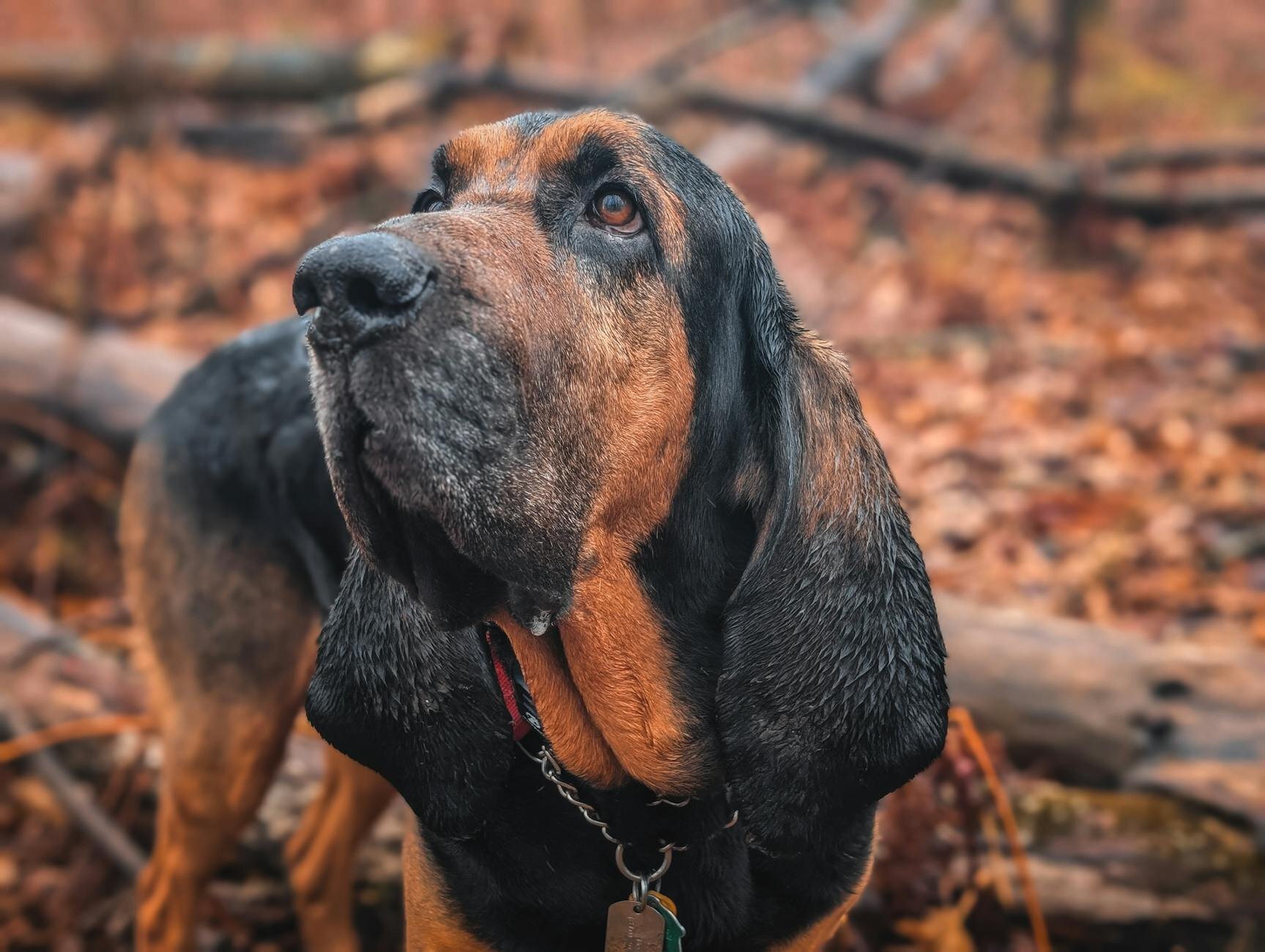 Bloodhound standing looking up at something 