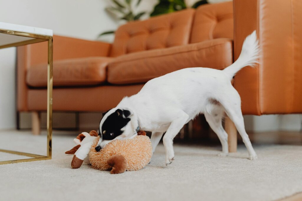 puppy playing with soft toy in lounge room