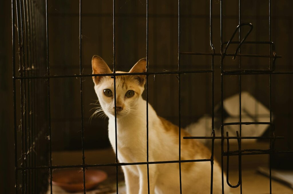 cat in cage looking at camera