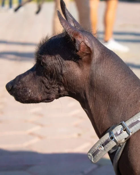 Xoloitzcuintli  wearing harness outdoors