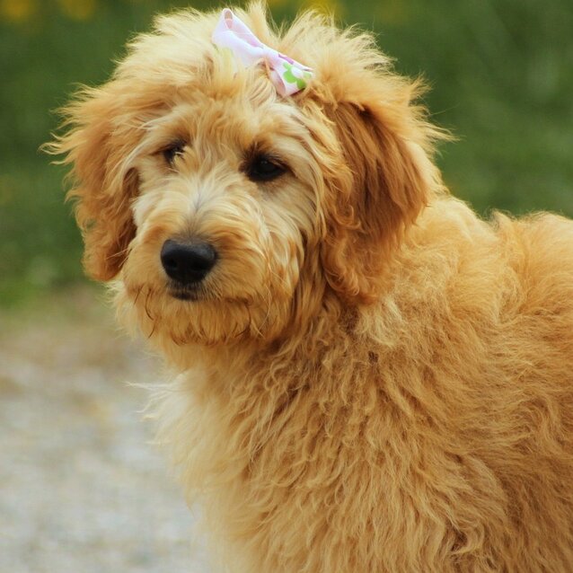 apricot groodle with pink bow