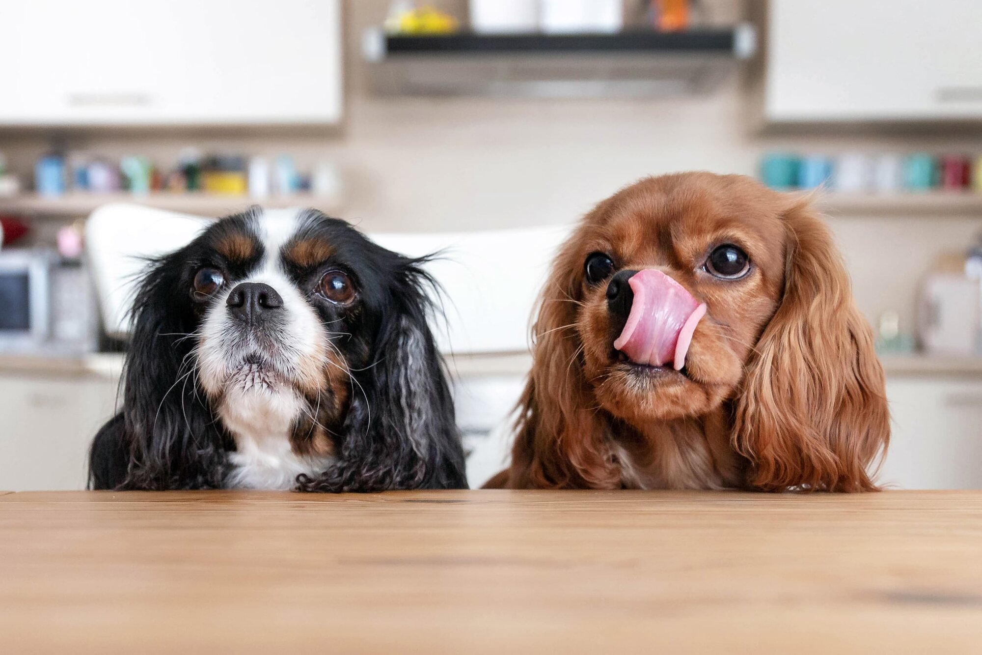 two cavaliers waiting for food