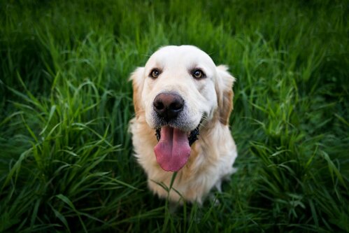 golden retriever sitting in grass looking up at camera