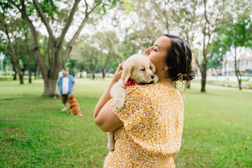 Gold retriever puppy being cuddled and looking over a lady's shoulder