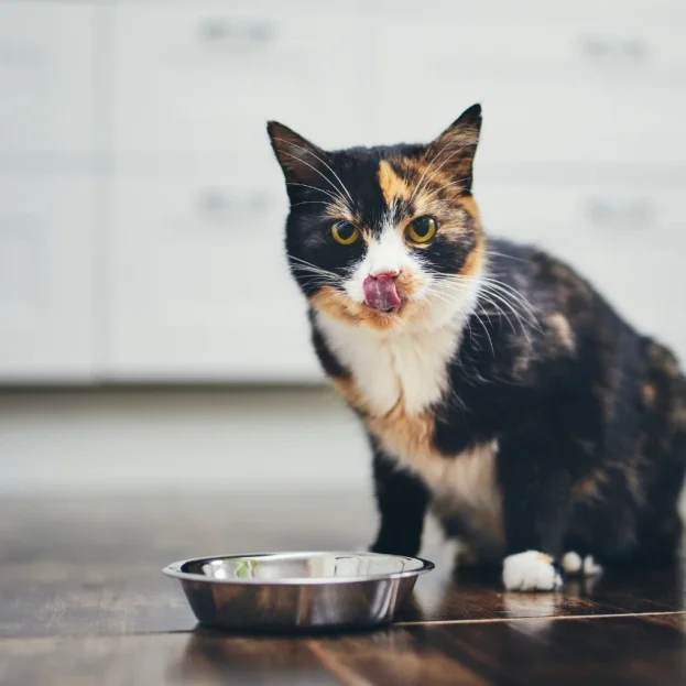 tortie cat standing next to food bowl licking lips