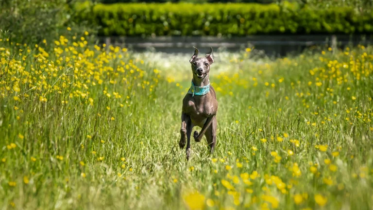 italian greyhound running through field of flowers