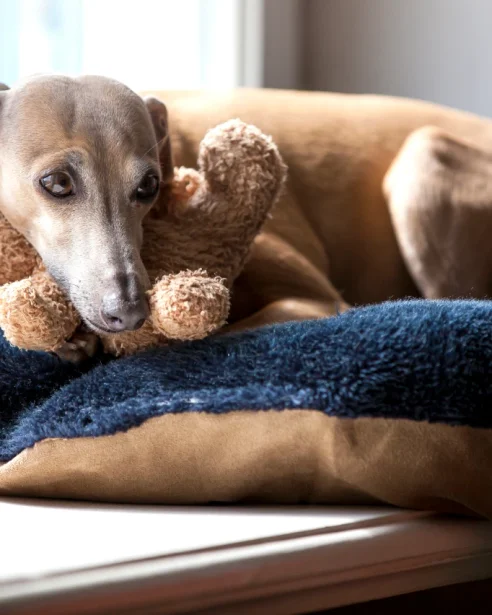 italian greyhound snuggling with soft toy on bed