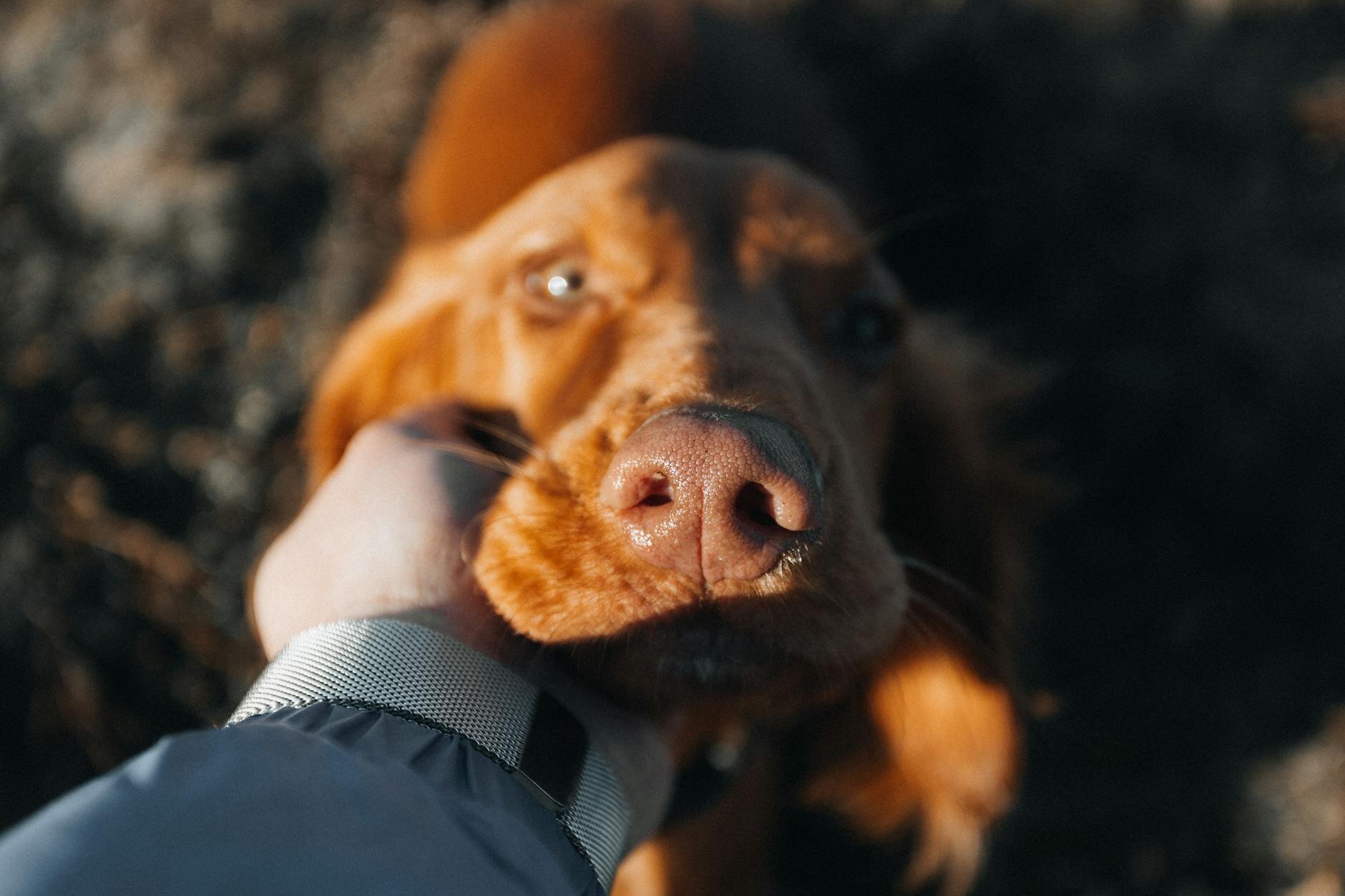 close up of human hand holding dog's chin