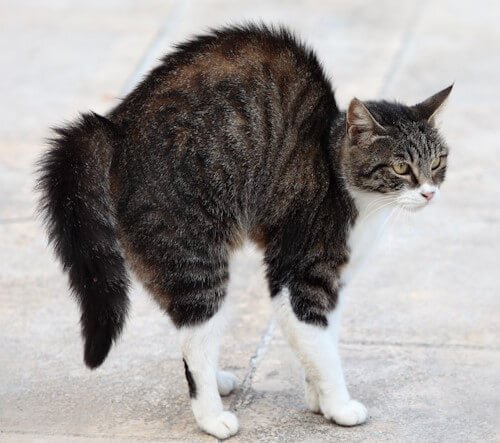 fearful cat with arched back