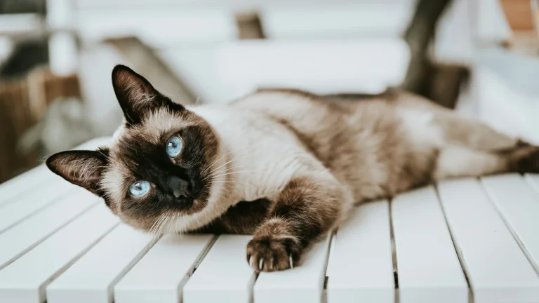 siamese cat laying on table
