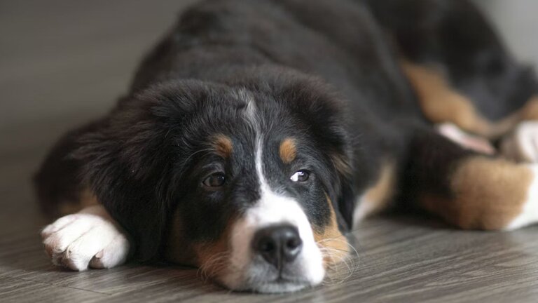 Bernese Mountain Dog puppy lying on floor
