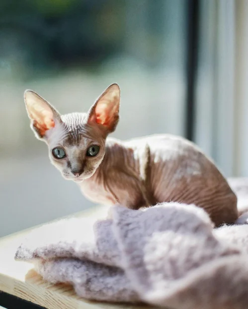 sphynx kitten sitting in sun by window