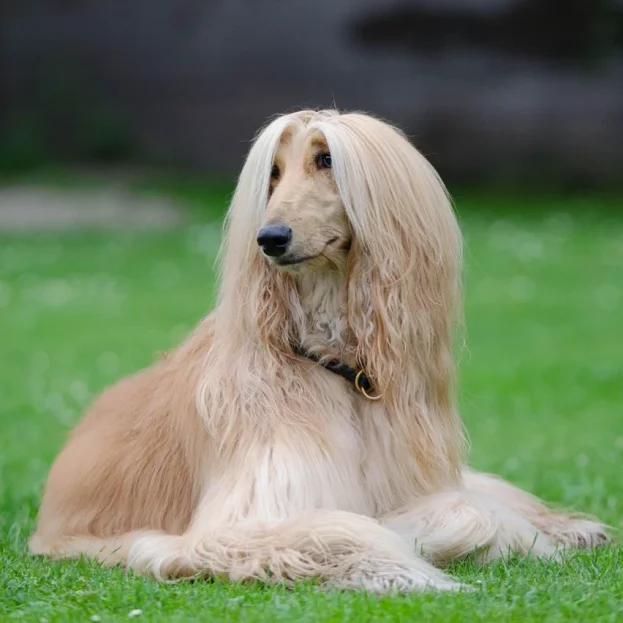 afghan hound lying on grass
