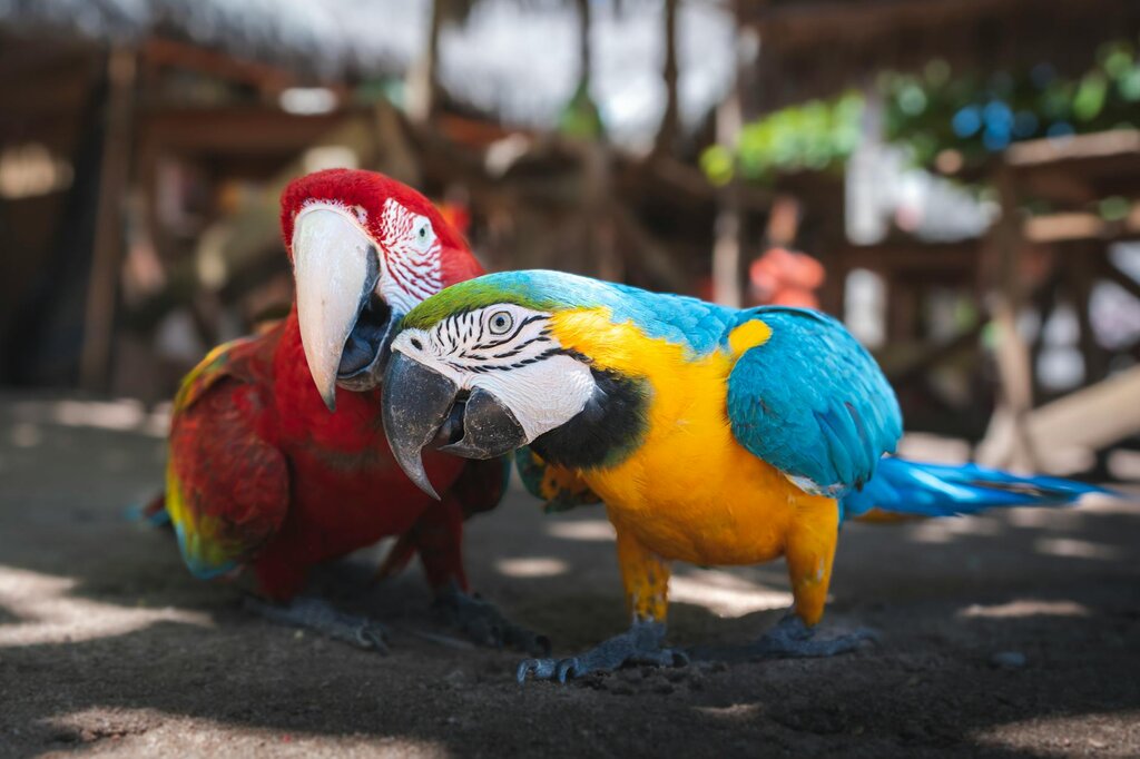 macaws on the ground looking at at the camera