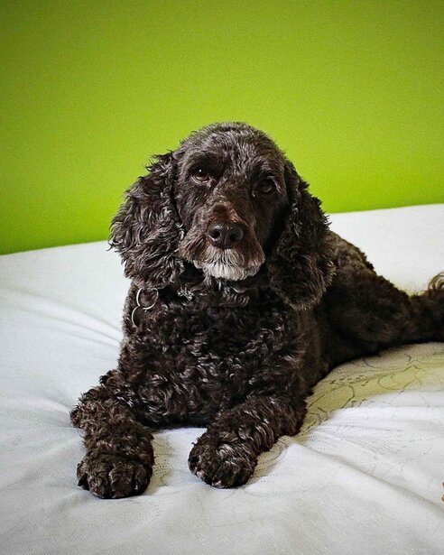 black spoodle lying on bed with green background