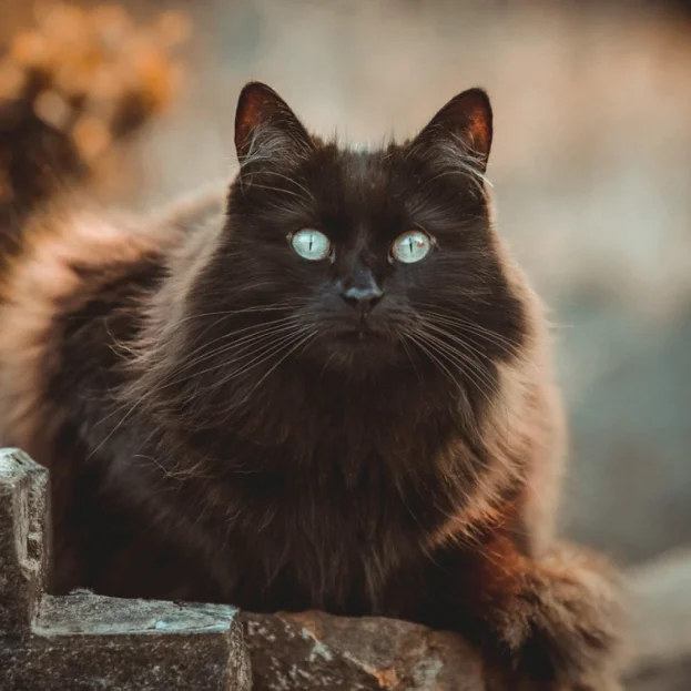 black long haired cat resting outdoors