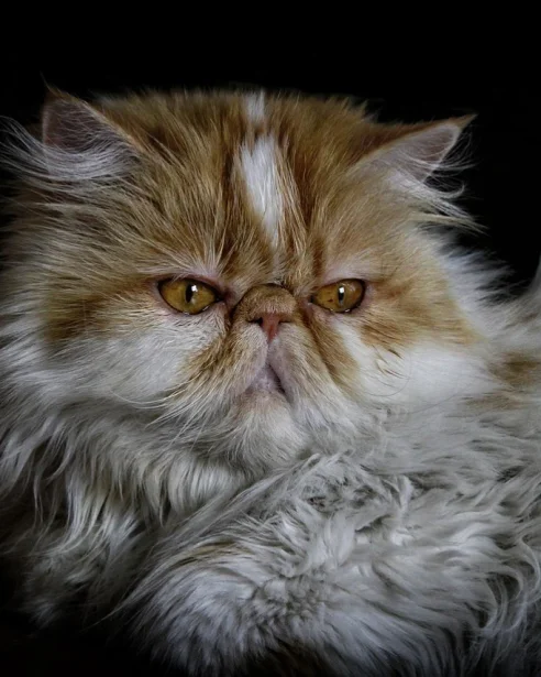 close up of ginger and white persian