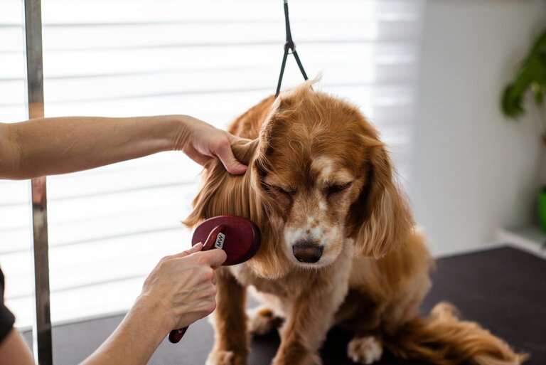 cocker spaniel being groomed