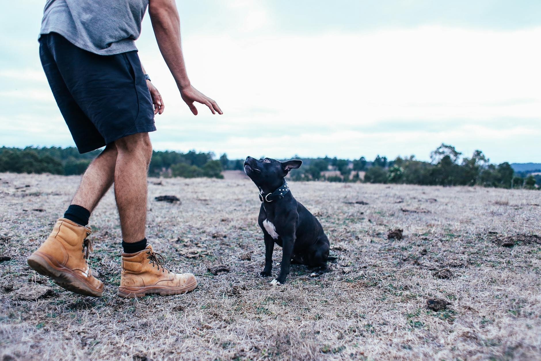 Staffy sitting with human hand telling it to