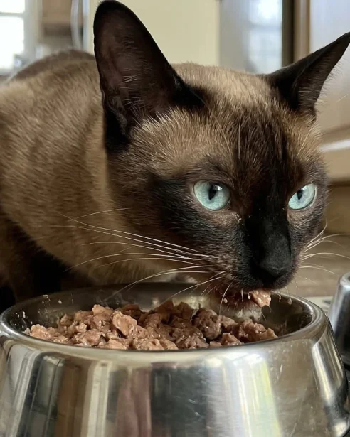 tonkinese cat eating wet food from bowl