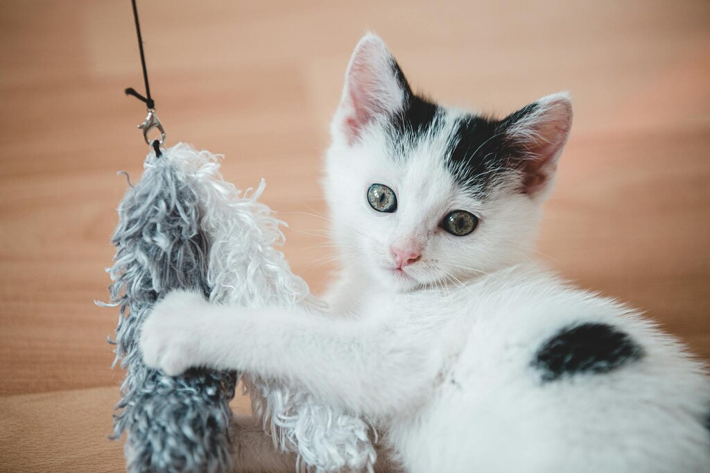 a black and white kitten playing with a fluffy cat toy