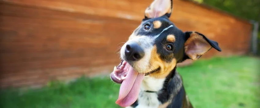 quirky dog with tongue out
