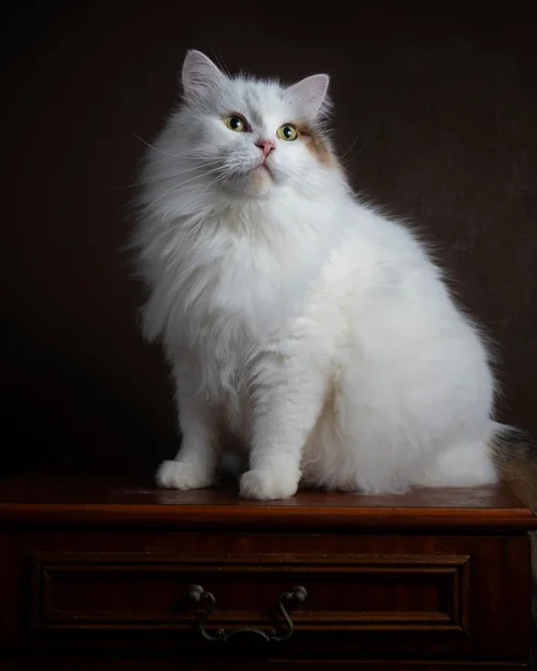 Siberian cat sitting on chest of drawers on black background