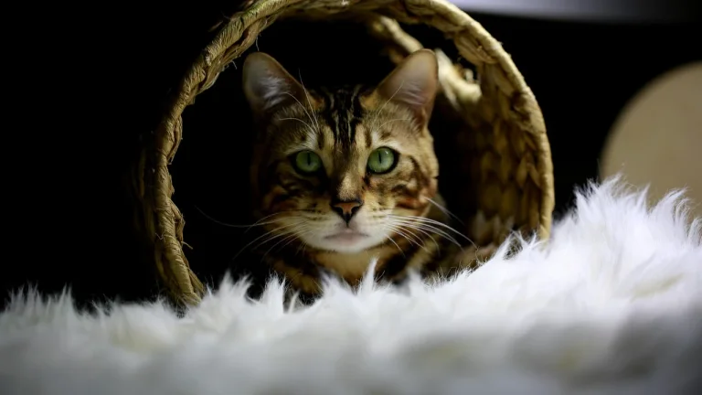 bengal cat in cat tunnel