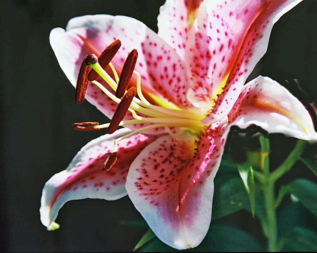 close up photo of red and white lily flower
