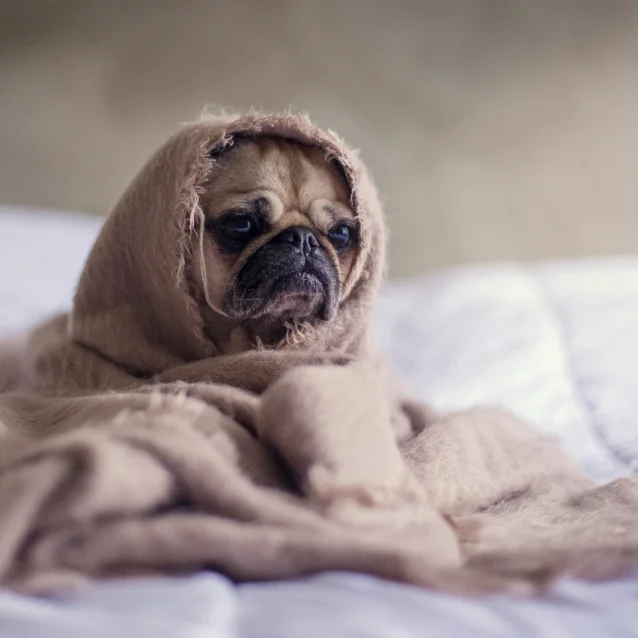 pug wrapped in blanket
