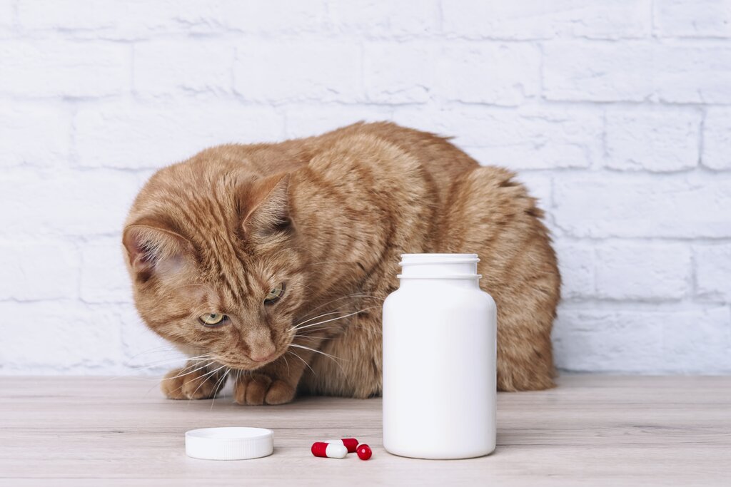 ginger cat sitting on table looking at bottle of pills and 3 loose red and white capsules 
