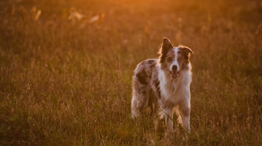 Australian Shepherd standing in field