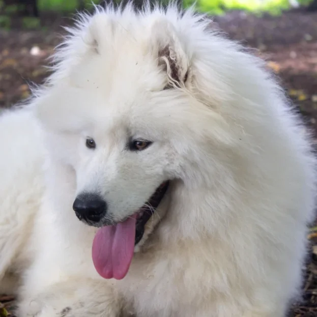samoyed lying down outdoors