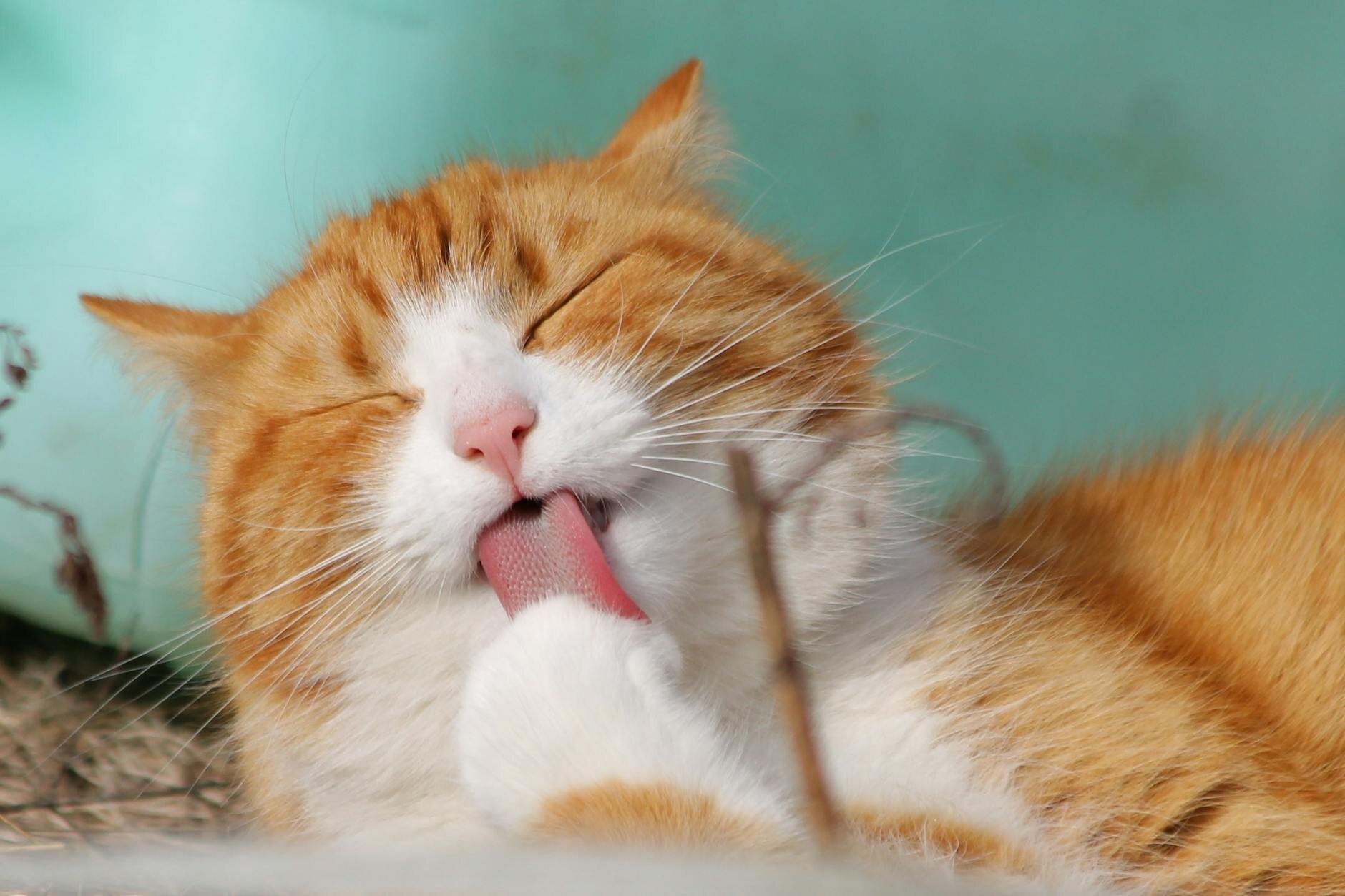 ginger cat licking it's paw