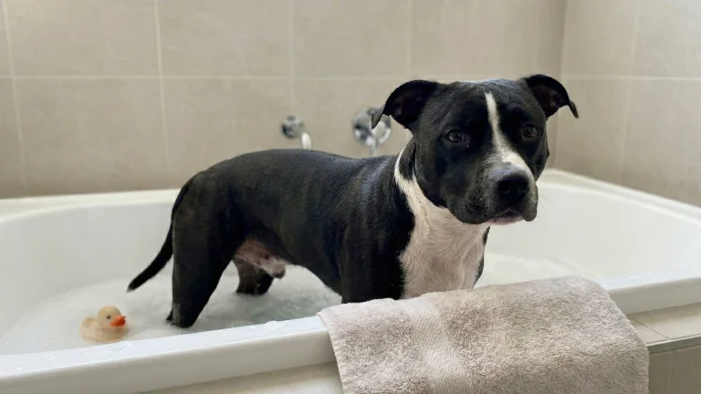 American Staffy having a bath