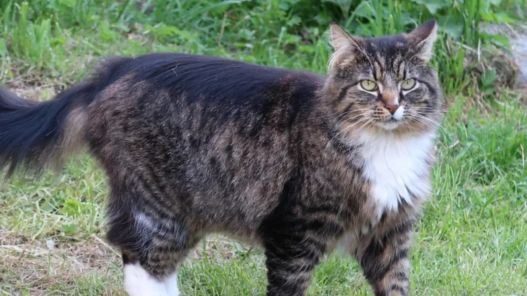 tabby norwegian forest cat outdoors
