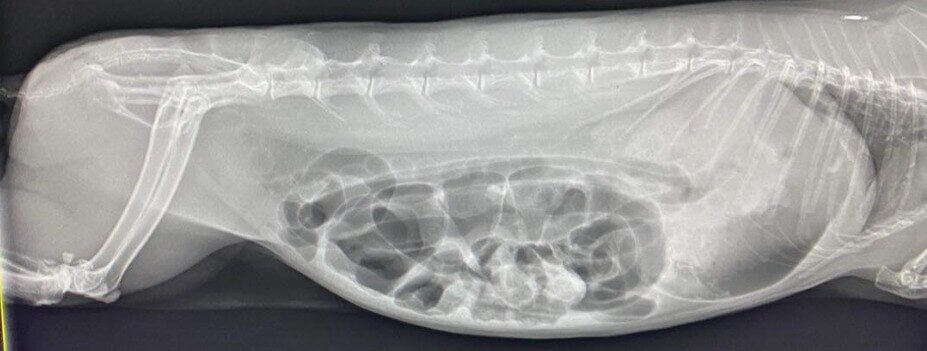 xray image of gut stasis