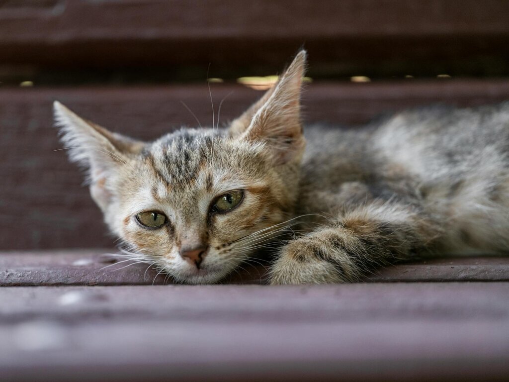 grey tabby kitten looking lethargic