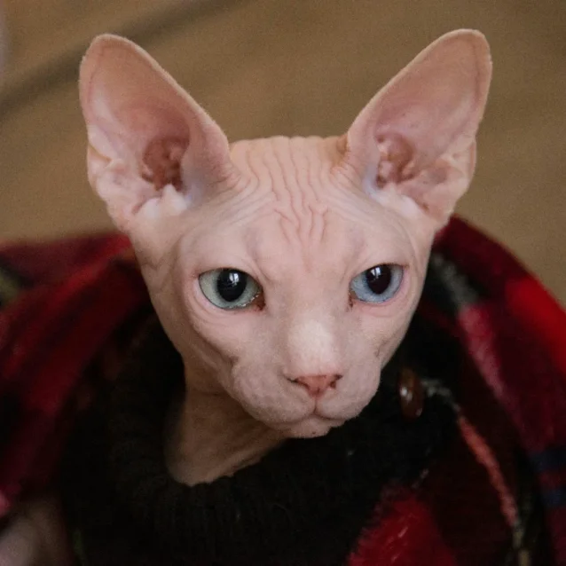 sphynx cat wrapped in blanket