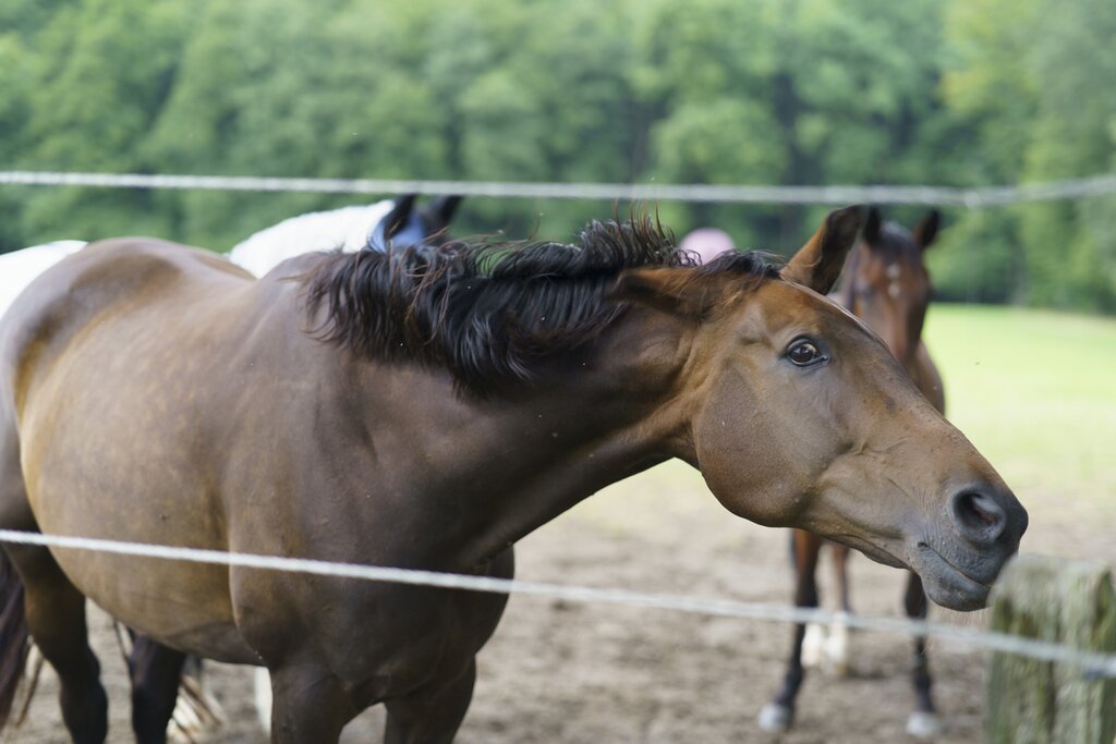 brown horse with ears pinned back