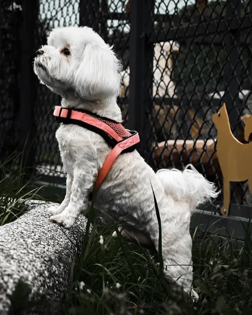 maltese wearing harness standing on log