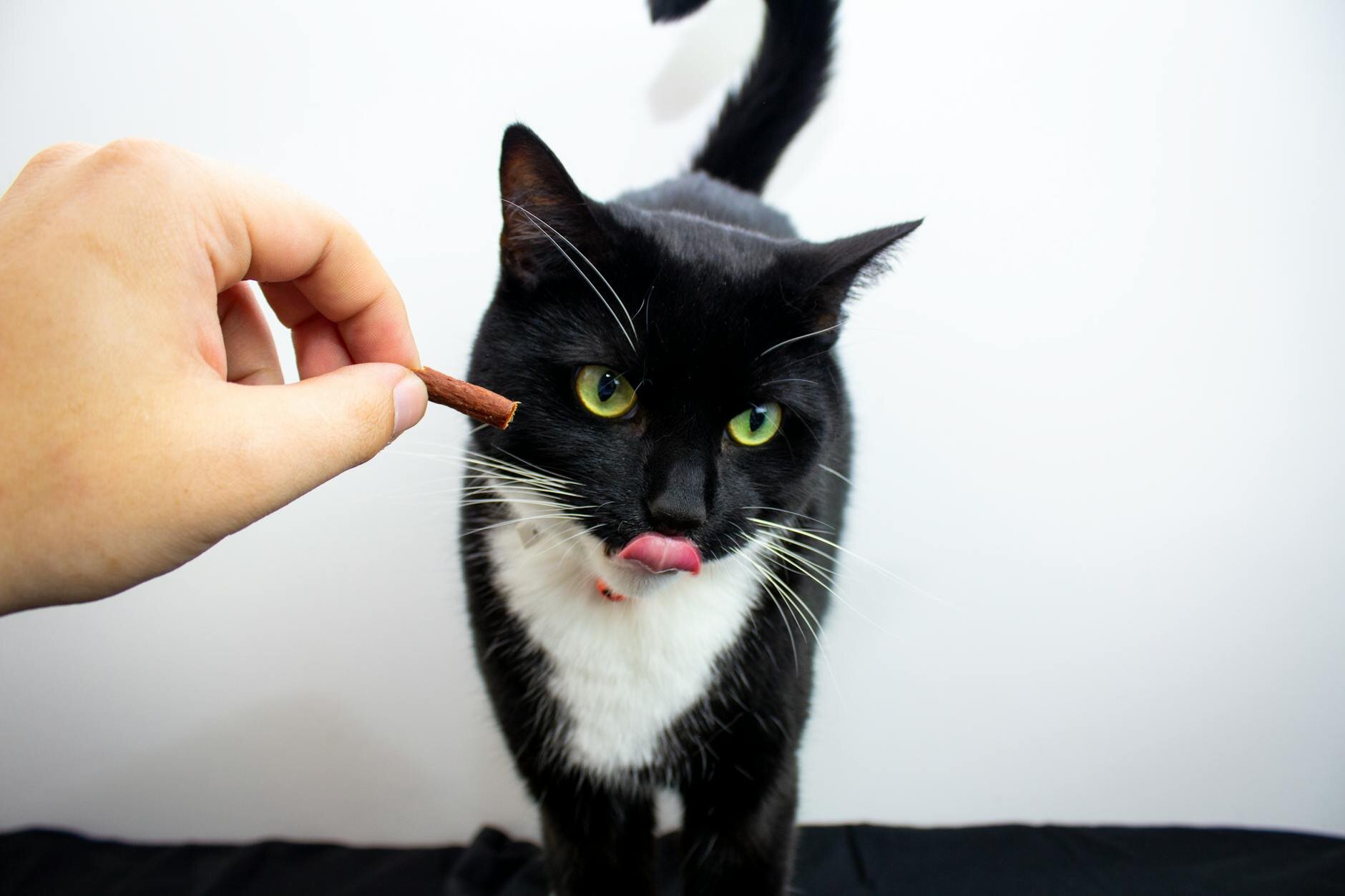 black and white cat licking lips with pink tongue while looking at treat in owner's hand