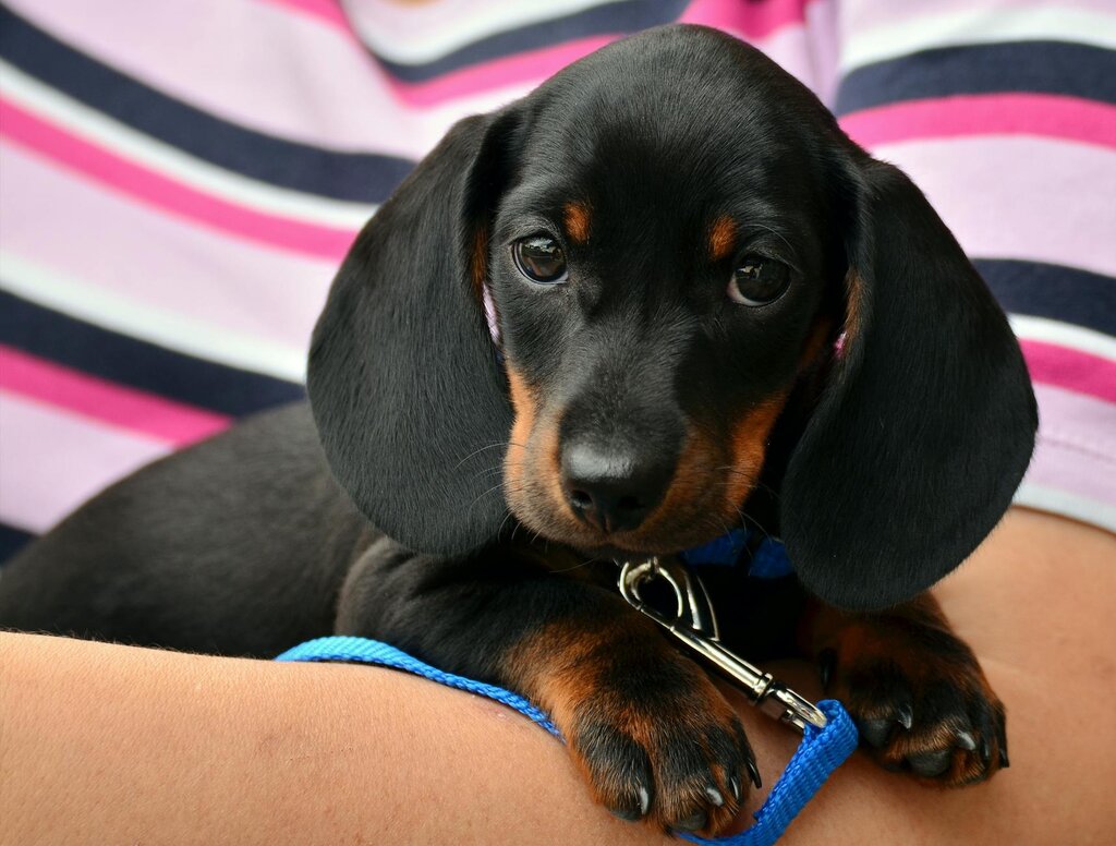 dachshund being held by owner 