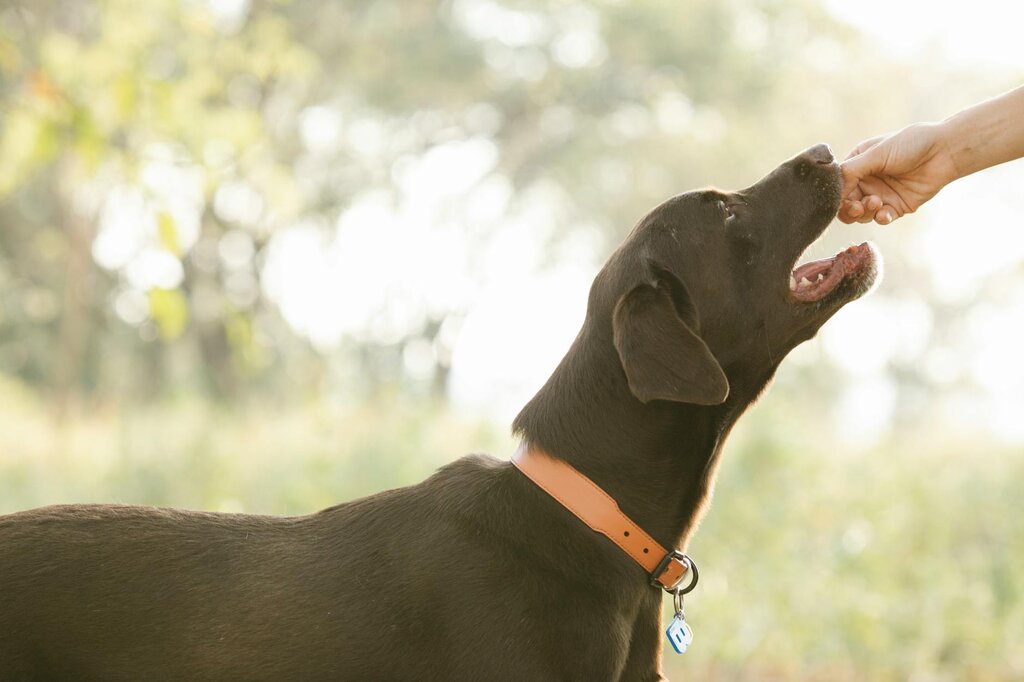 dog reaching up to take treat from human hand