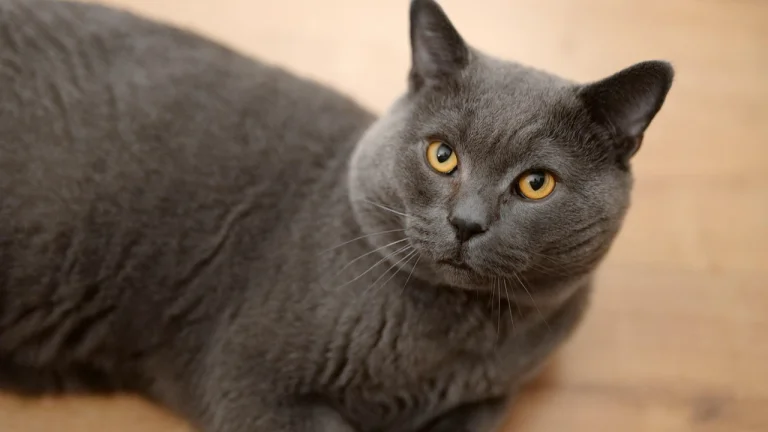 british shorthair lying on floor looking up