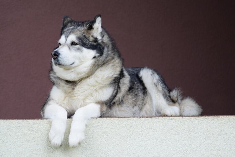 alaskan malamute lying down