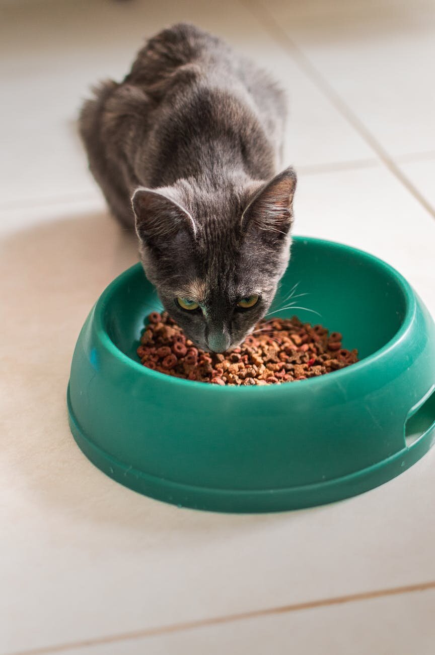 cat eating kibble from green bowl