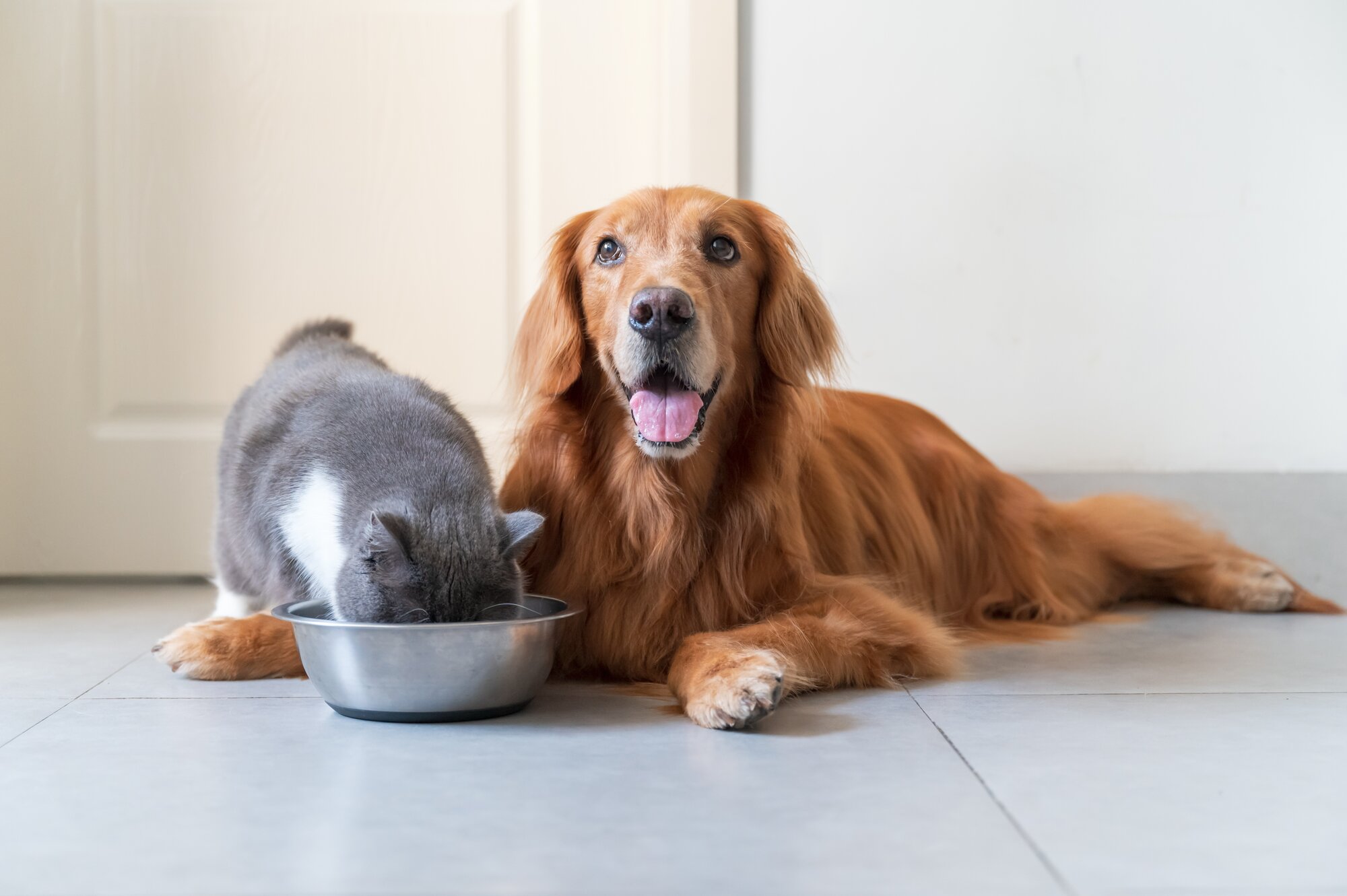 dog sitting next to cat while cat eats from bowl