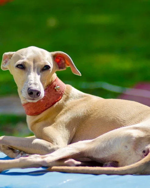 italian greyhound resting outdoors