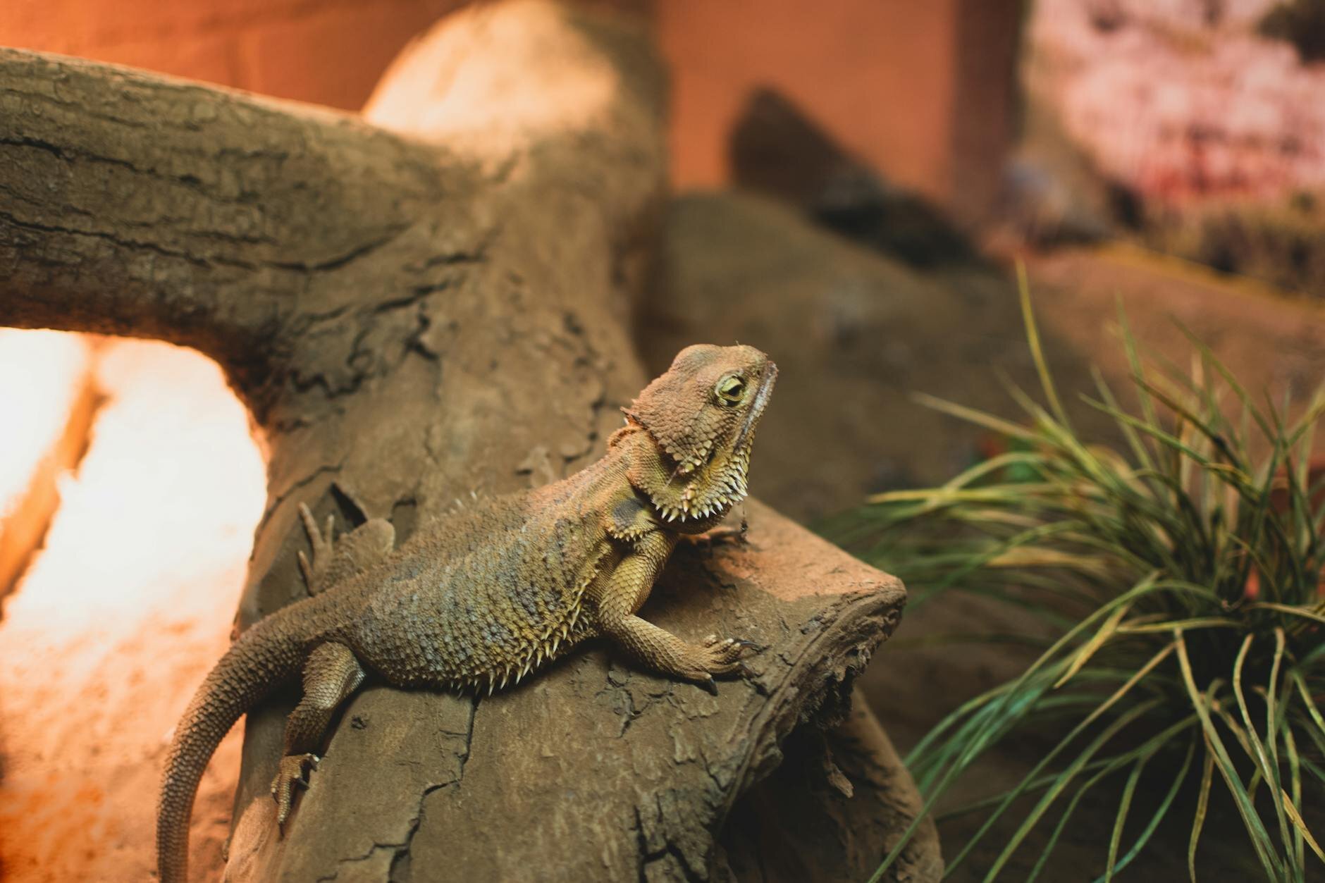 bearded dragon on log